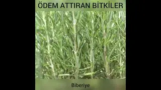 Plants that cause edema, Rosemary...