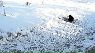 Spookie, Sotis och Ozzie leker i snön