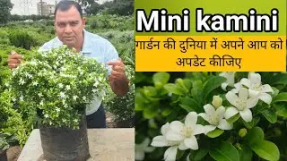 गार्डन की दुनिया में अपने आप को अपडेट किजिए ||