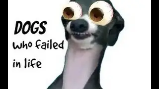 Dogs Who Failed at Life!