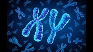 The Impact of Declining Y Chromosomes on the Economy: What It Means for the Future | #chromosomes