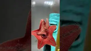 Real Starfish Are Actually Predators 😱 