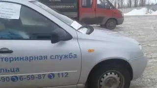 ветеринары и животные)))))