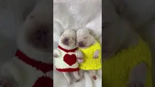 Cute baby dogs #viral #cute