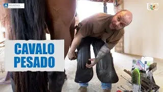 Se o cavalo é pesado, influi no ferrageamento?
