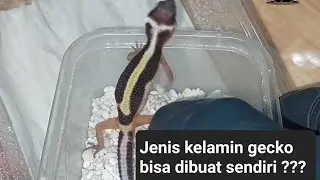 ahirnya dapat bold stripe gecko lagi #leopardgecko