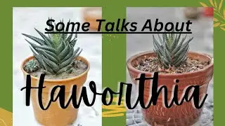 Repotting My Haworthia Plant & Some Info about it. (details+care)