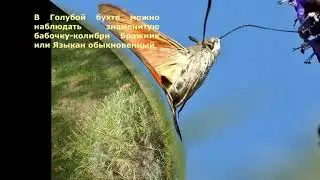 Бабочка-колибри