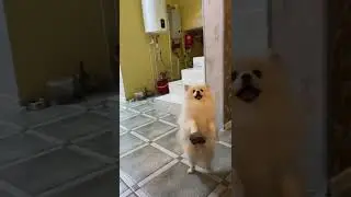 #шпиц