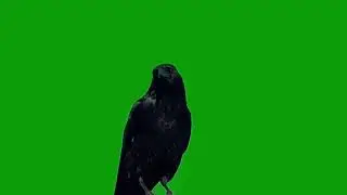 Crow green screen video youtube download