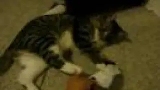 Re: How To Annoy Your Cat... The Nice Way!