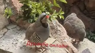 Кабки маст