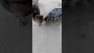 РЫСИК  И  ШУНЯ