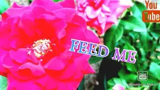 Watering some roses