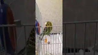 Кешаның үйге келгеніне 2- ші күн 👌