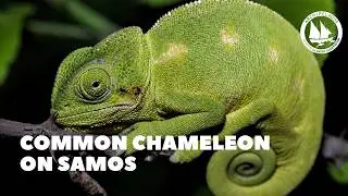 Common Chameleon on Samos