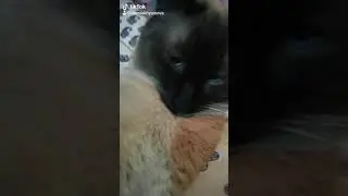 Хозяйственный кот- Михалыч! 😎