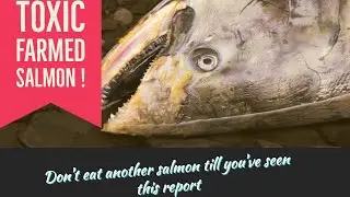 TOXIC SALMON, don't eat another one till you've seen this report !