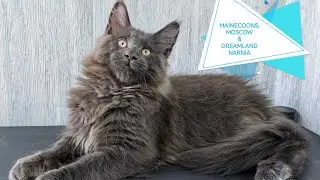 Крупный красавец котёнок Мейн-кун в продаже. Добрый, умный и нежный малыш.