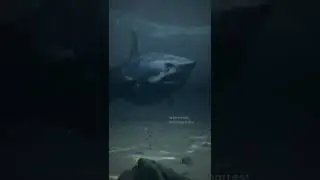 Megalodon VS Mosasaurus; Who you got? 