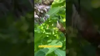 The Hummingbird Clearwing
