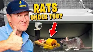 The FASTEST way to get rid of rats under your Tub!
