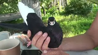 У Сергея Курсаки и не только