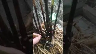 деление Ито ГИБРИД ЛЕМОН ДРИМ. 