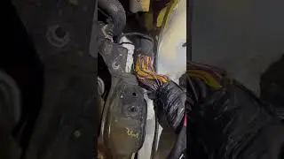 They ate the harness 