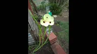 Dietes Bicolor. 🔴El Jardín de Mabel🔴