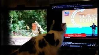 Aggressive Cat Tries To Scratch Sheep To Wake Them Up