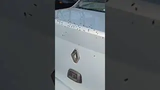 А муху то не обманеш)))