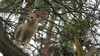chettu meedha pilli