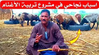 نصائح لوجه الله/اسرار نجاح مشروع تربية الأغنام /مواصفات افضل سلالات الأغنام والفحول مع المربي عمرو
