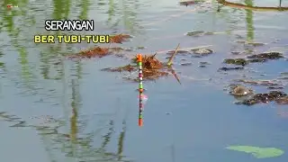 sangat melimpah!! kok gak dari tadi saya mancing disini ikan ngumpul di bawah anak teratai