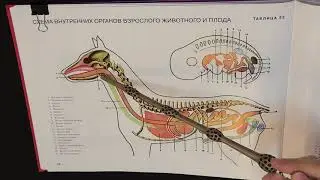Строение и видовые особенности трахеи