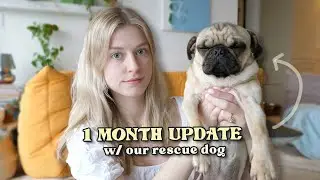 it's been one month with my rescue dog… the update you have been waiting for