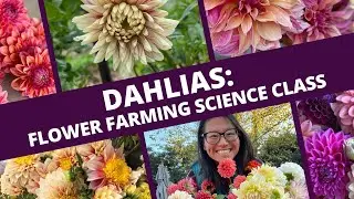 Dahlias: Flower Farming Science Class