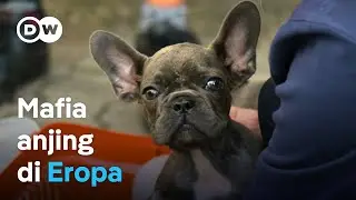 Memburu pedagang anak anjing ilegal | DW Dokumenter