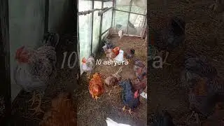 Молодые петушки.🐓🐓🐓