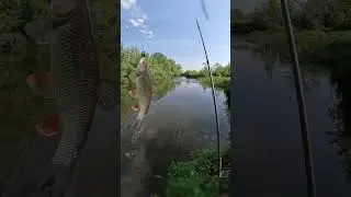 Разловили кренк ТсуЁки TsuYoki.  