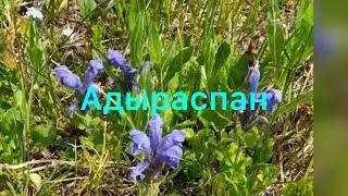 Көпжылдық өсімдік/адыраспан