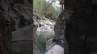 Cute British Shorthair explores the nature