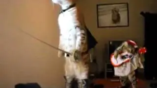 Standing cat looks like a person, part two