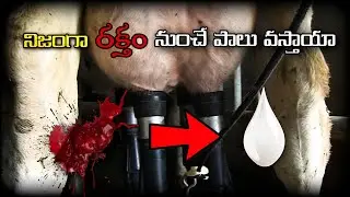 నిజంగా రక్తం లో నుంచే పాలు వస్తాయా || Shocking facts About milk ..