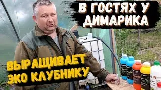 В гостях у Димарика. Экологическое выращивание клубники. Краткий обзор его теплицы.
