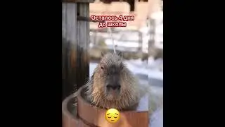 Осталось 4 дня до школы ? 😔 #capybara #капибара