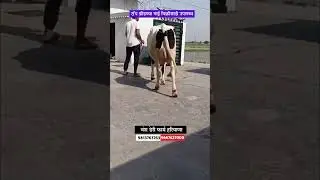 हरियाणातील पहिलारू कालवाड विक्रीसाठी उपलब्ध आहे #hf_cow #मुक्त_गोठा #सांगोला_बाजार