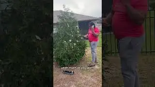 How my friend in Jamaica thinks money grow an tree in America