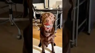 POV: Your dog decides what you do 😭